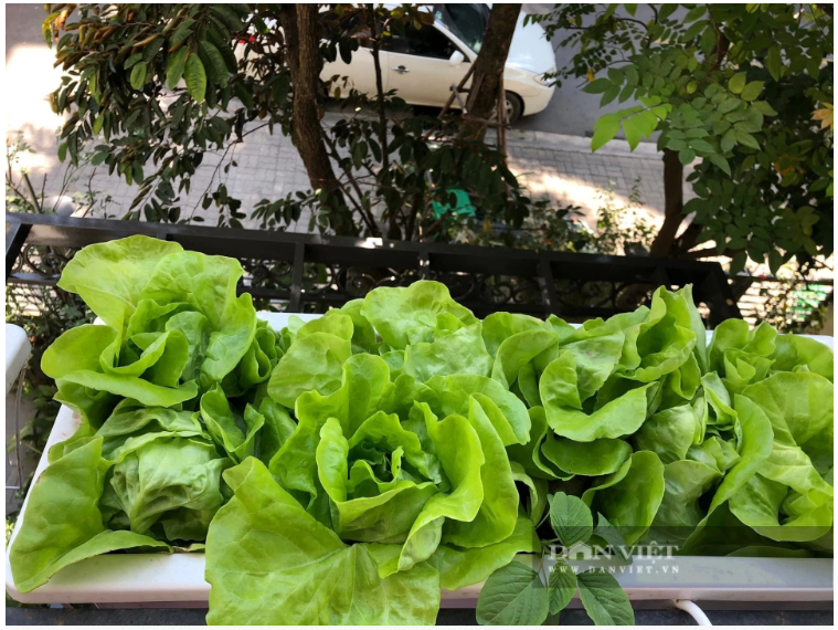 Hà Nội: Rau tăng giá phi mã, nhiều gia đình “xin viện trợ” từ người thân ở quê