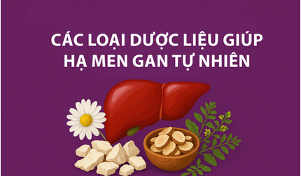 Điểm danh các dược liệu quý giúp hạ men gan tự nhiên