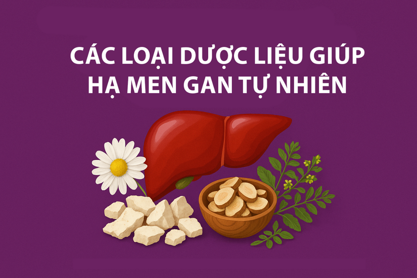 Điểm danh các dược liệu quý giúp hạ men gan tự nhiên