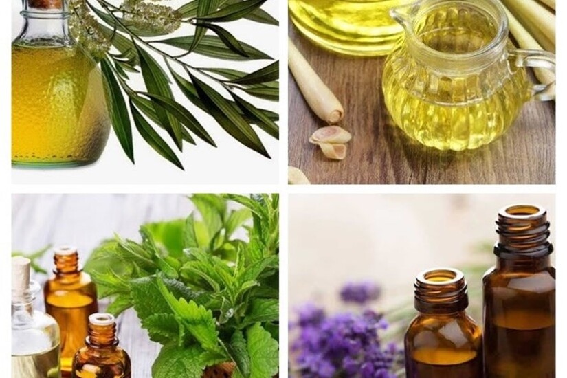 Cảnh giác với vết côn trùng đốt: nguy hiểm nhiều hơn bạn nghĩ!