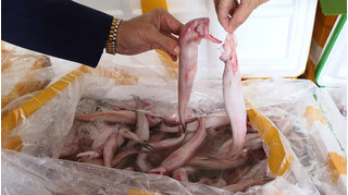 Bắt giữ xe vận chuyển 7 tấn cá khoai nhập khẩu chứa chất độc Formol