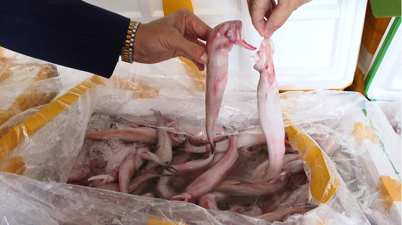 Bắt giữ xe vận chuyển 7 tấn cá khoai nhập khẩu chứa chất độc Formol