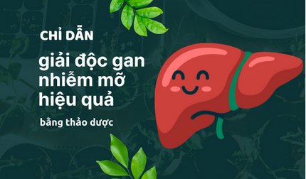 Chỉ dẫn giải độc gan nhiễm mỡ hiệu quả bằng thảo dược