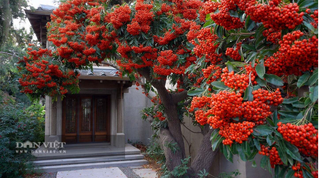 Cây cảnh may mắn số 1, ngàn viên ngọc đỏ rực như lửa, Tết Bính Ngọ trồng trong nhà chiêu tài lộc, xua đuổi xui xẻo