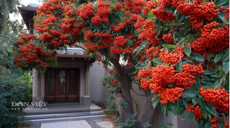 Cây cảnh may mắn số 1, ngàn viên ngọc đỏ rực như lửa, Tết Bính Ngọ trồng trong nhà chiêu tài lộc, xua đuổi xui xẻo