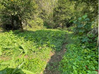 Triệt phá gần 8.000 cây thuốc phiện trồng trái phép trong rừng sâu