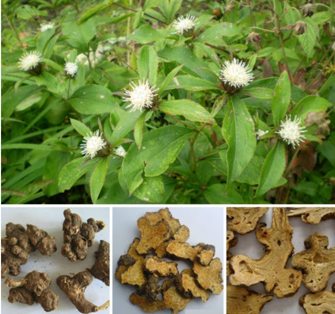 Tăng cường chức năng gan thế nào sau khi dùng nhiều rượu bia tân dược