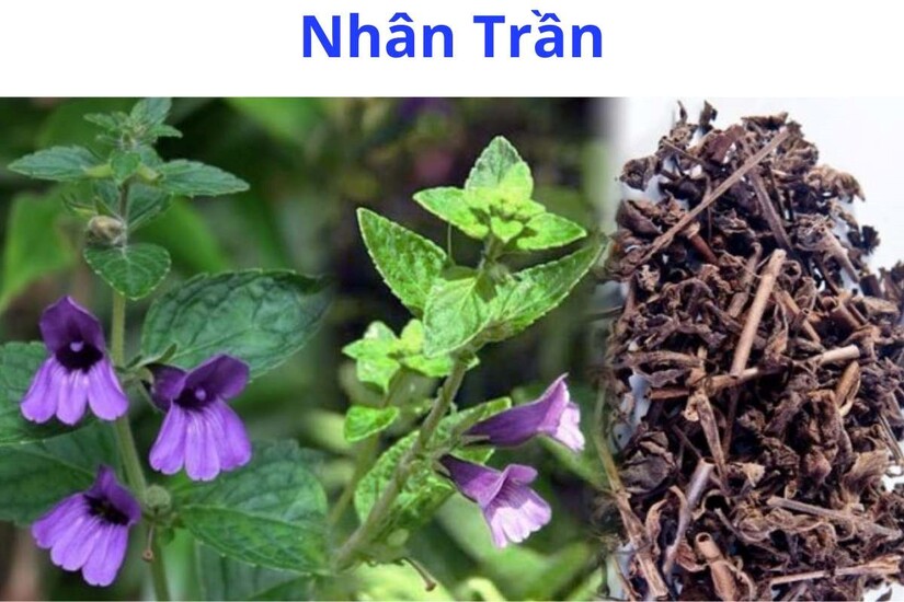 Hạ men gan tự nhiên bằng thảo dược: giải độc gan, phục hồi chức năng