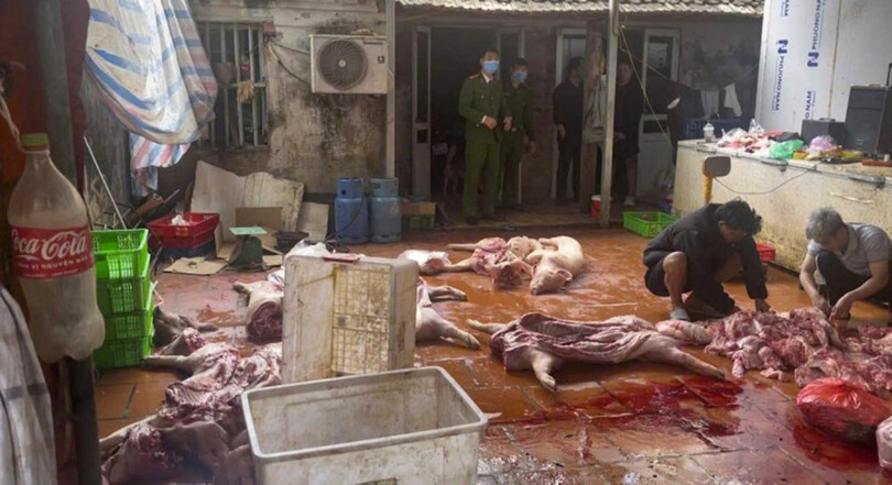 Triệt phá đường dây tiêu thụ gần 5 tấn lợn nhiễm bệnh ở Hưng Yên