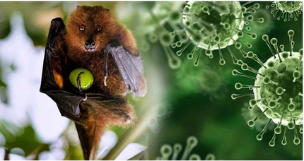 Không chủ quan với virus Nipah