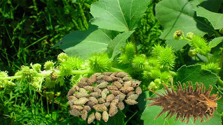 Các thảo dược tiêu viêm thông mũi cho người bị viêm xoang cấpmạn tính