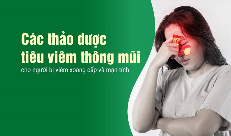 Các thảo dược tiêu viêm thông mũi cho người bị viêm xoang cấpmạn tính