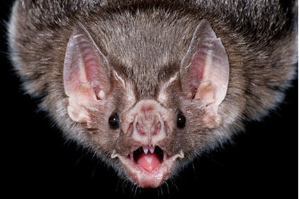 TPHCM: Giám sát y tế 24/7 tại cửa khẩu để phòng virus Nipah