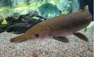 Ăn trứng cá 'phúc lộc thọ', 10 người ở Thanh Hoá bị ngộ độc