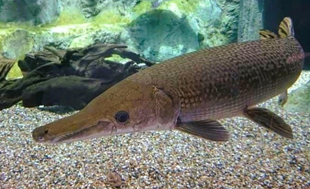 Ăn trứng cá 'phúc lộc thọ', 10 người ở Thanh Hoá bị ngộ độc