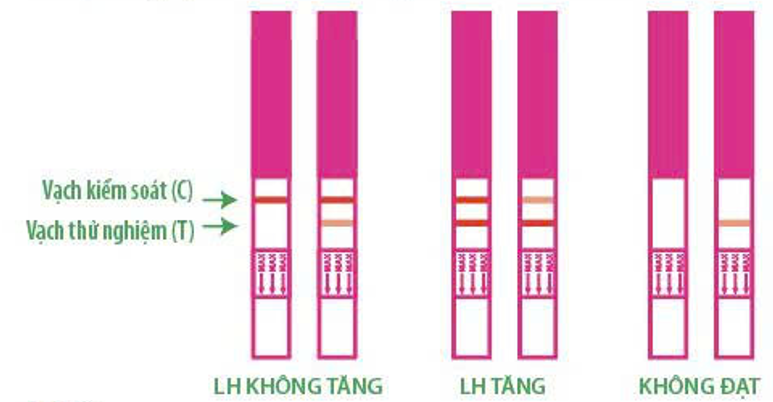 Que thử rụng trứng OVUQUICK: xác định ngày rụng trứng