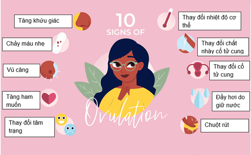 Que thử rụng trứng OVUQUICK: xác định ngày rụng trứng