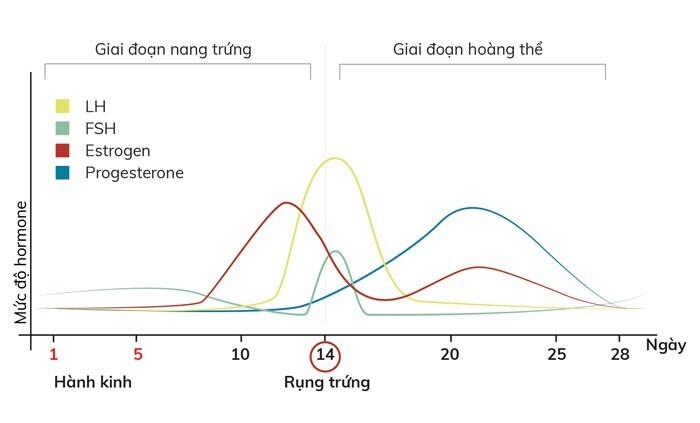 Que thử rụng trứng OVUQUICK: xác định ngày rụng trứng