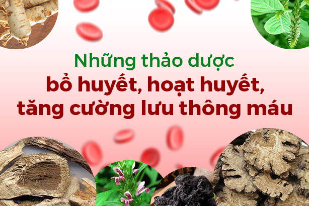 Cẩm nang bổ huyết: khí huyết dồi dào, cơ thể khỏe mạnh