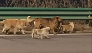 7 chú chó trốn lò mổ, bảo vệ nhau vượt 17km về nhà, 