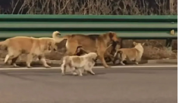 7 chú chó trốn lò mổ, bảo vệ nhau vượt 17km về nhà, 
