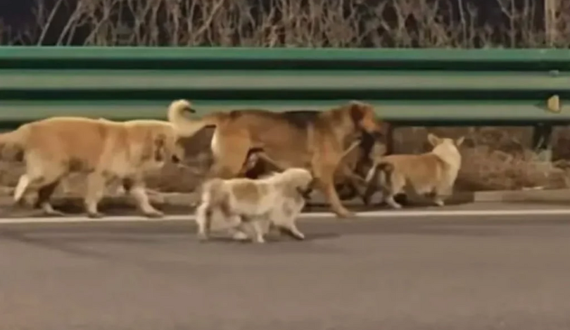 7 chú chó trốn lò mổ, bảo vệ nhau vượt 17km về nhà, 