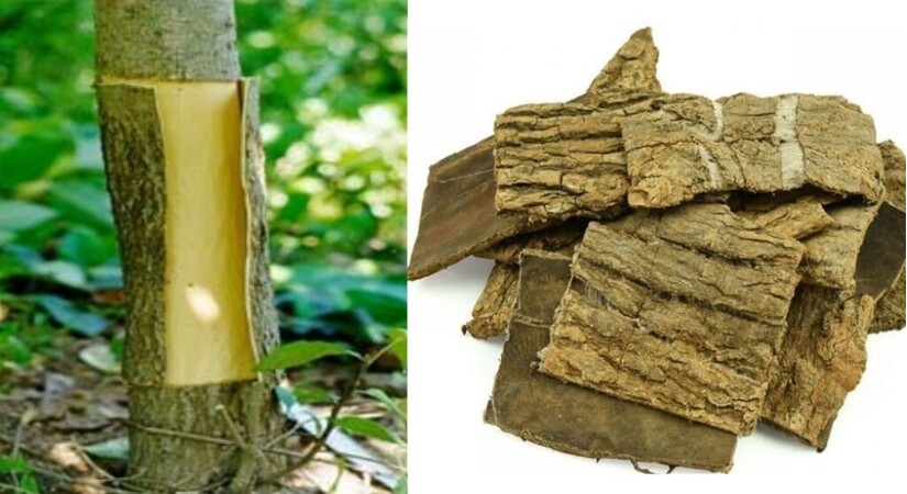 6 lý do người điều trị bệnh xương khớp nên bổ can thận