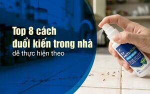 Top 8 cách đuổi kiến trong nhà dễ thực hiện theo