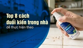 Top 8 cách đuổi kiến trong nhà dễ thực hiện theo
