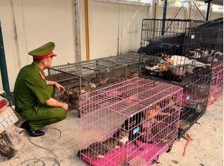 Công an Hà Nội triệt phá ổ nhóm trộm, tiêu thụ hơn 300 con mèo