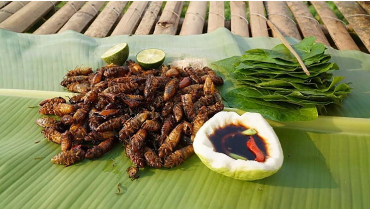 Ngộ độc ve sầu diễn biến phức tạp, bệnh viện ở Quảng Trị cảnh báo người dân