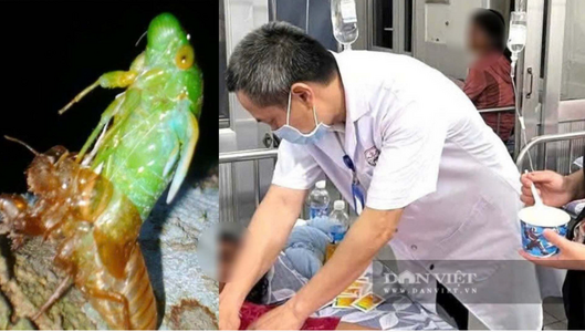 Ngộ độc ve sầu diễn biến phức tạp, bệnh viện ở Quảng Trị cảnh báo người dân
