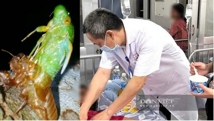 Ngộ độc ve sầu diễn biến phức tạp, bệnh viện ở Quảng Trị cảnh báo người dân