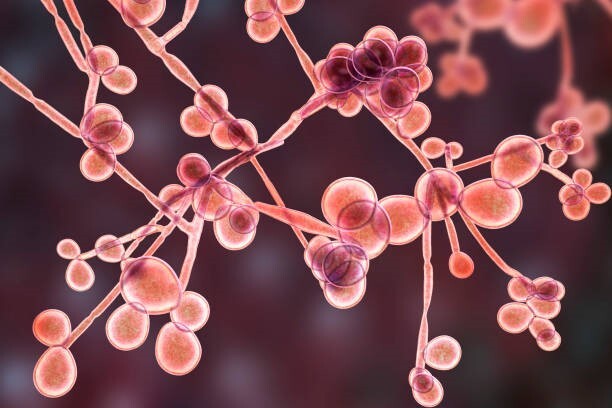Tư vấn: dùng dung dịch vệ sinh phụ nữ có hết nấm candida không?