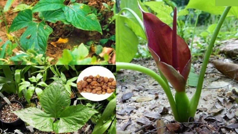 Tại sao nằm nghiêng bên trái sau khi ăn có thể cứu vãn cả hệ tiêu hóa