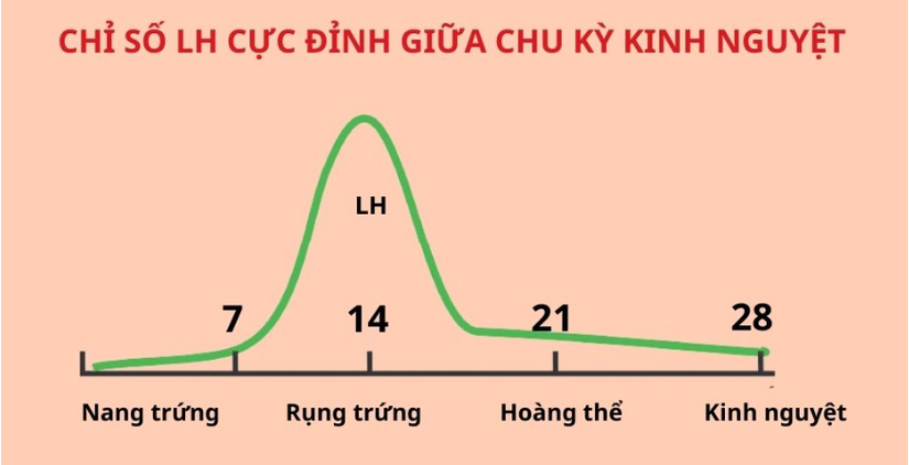 Cần dùng mấy que thử rụng trứng để canh chính xác ngày trứng rụng?