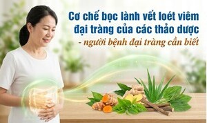 Cơ chế bọc lành vết loét viêm đại tràng của các thảo dược