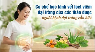 Cơ chế bọc lành vết loét viêm đại tràng của các thảo dược