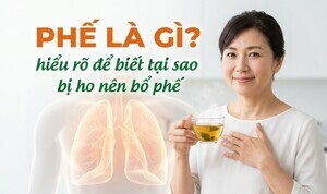 Phế là gì? hiểu rõ để biết tại sao bị ho nên bổ phế