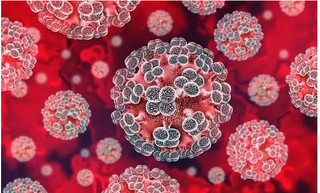 Chuyên gia lên tiếng về 'hiểm họa toàn cầu mang tên virus Hanta'