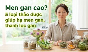 Men gan cao? 5 loại thảo dược giúp hạ men gan, thanh lọc gan