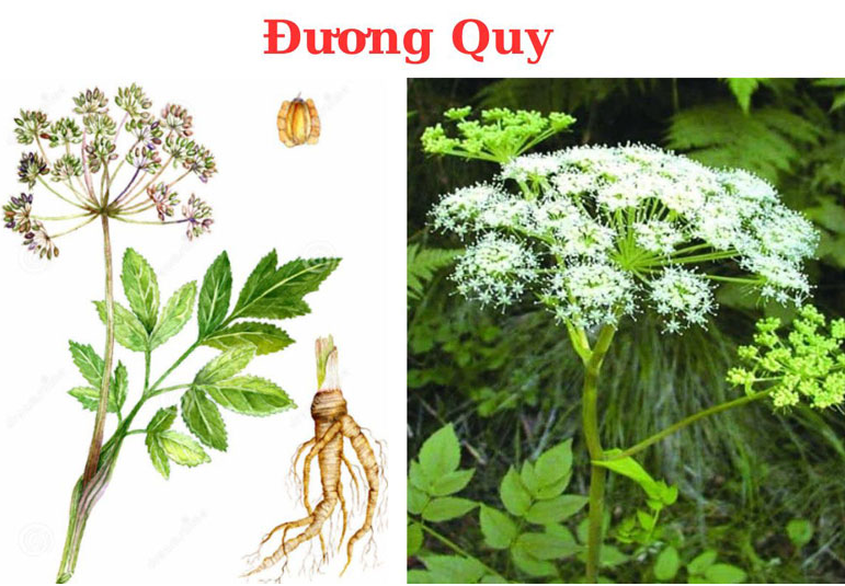 Top 7 món ăn bài thuốc bổ máu dễ làm: hồi phục thể trạng nhanh chóng