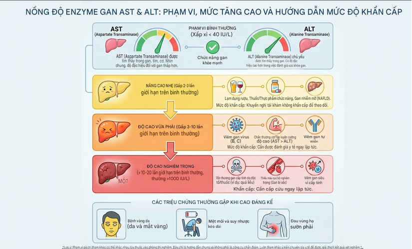 Chỉ số AST và ALT: đọc hiểu các con số để biết tình trạng men gan cao