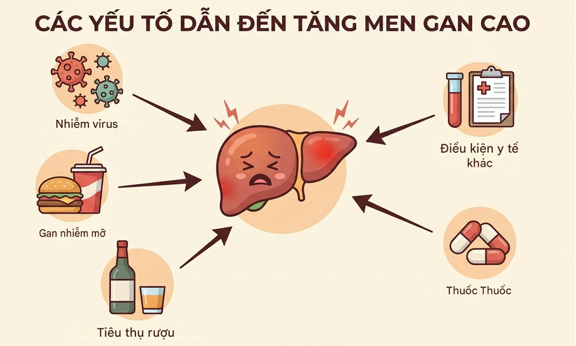 Chỉ số AST và ALT: đọc hiểu các con số để biết tình trạng men gan cao