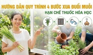 Hướng dẫn quy trình 4 bước xua đuổi muỗi, hạn chế thuốc hóa học