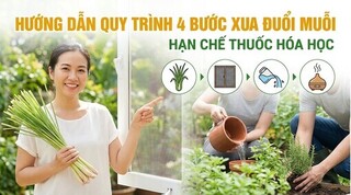 Hướng dẫn quy trình 4 bước xua đuổi muỗi, hạn chế thuốc hóa học