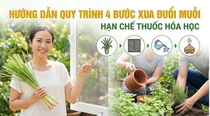 Hướng dẫn quy trình 4 bước xua đuổi muỗi, hạn chế thuốc hóa học