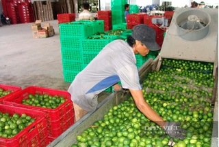 Giá chanh chạm đáy 2.500 đồng, vì sao có nông dân Tây Ninh vẫn phá khóm để trồng?
