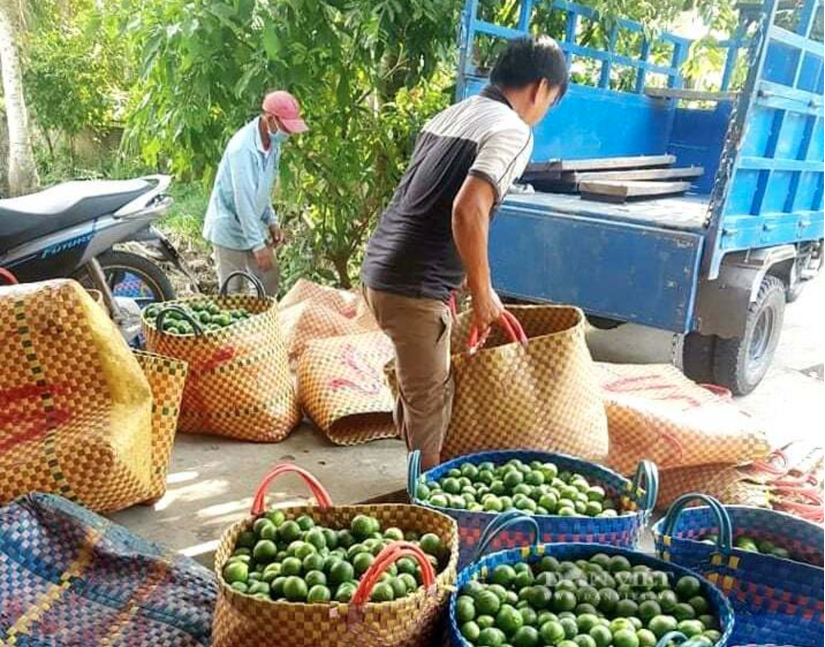Giá chanh chạm đáy 2.500 đồng, vì sao có nông dân Tây Ninh vẫn phá khóm để trồng?