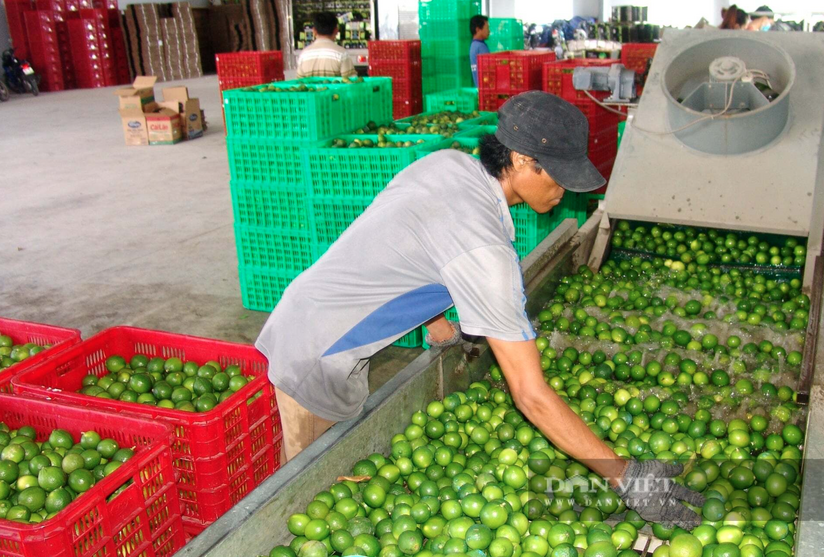 Giá chanh chạm đáy 2.500 đồng, vì sao có nông dân Tây Ninh vẫn phá khóm để trồng?